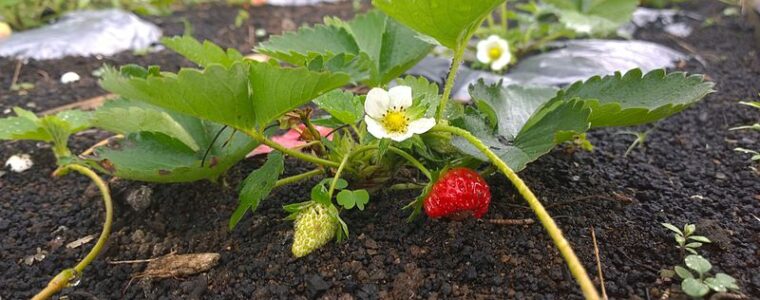 Jakie są wymagania klimatyczne i glebowe truskawek?