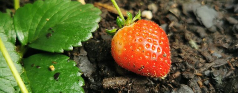 Jak prawidłowo przygotować stanowisko pod truskawki?