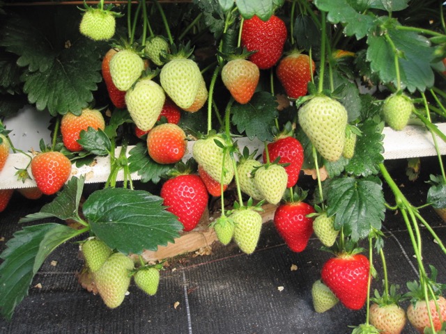 Sadzonki Truskawek, odmiana: Malling Centenary | Copyright © Meiosis