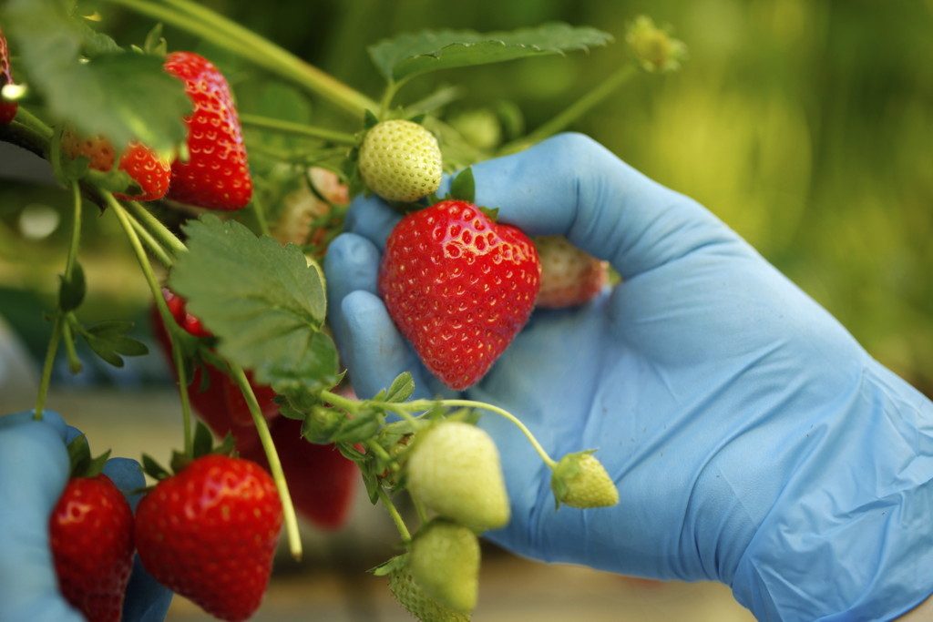 Sadzonki Truskawek, odmiana: Malling Centenary | Copyright © Meiosis