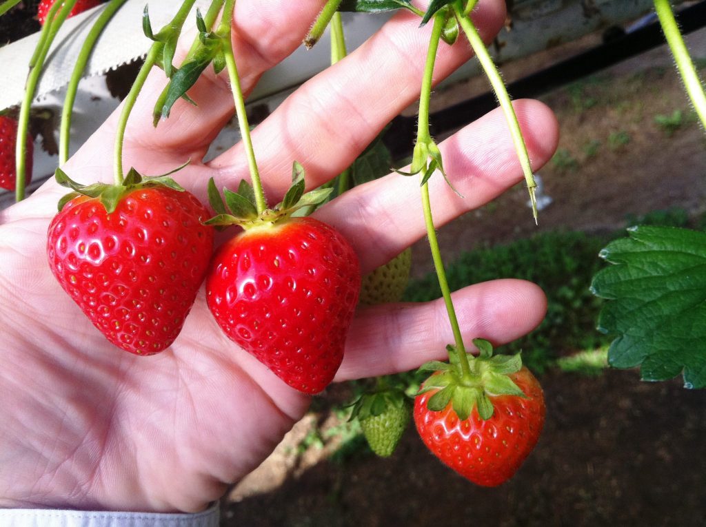 Odmiana Truskawek: Malling Centenary 