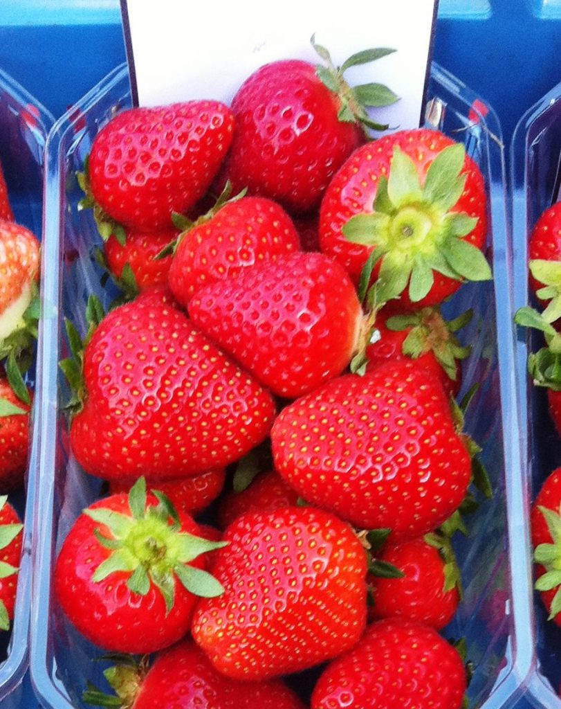 Sadzonki Truskawek, odmiana: Malling Centenary