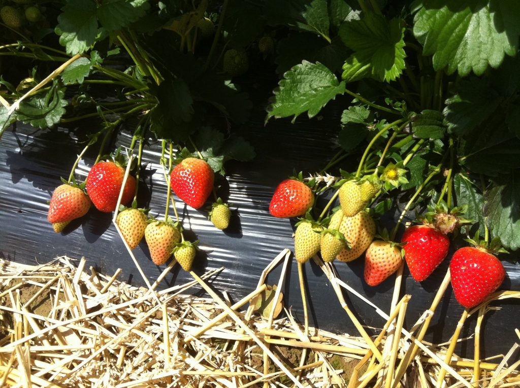 Odmiana Truskawek: Malling Centenary | Copyright © Fragaria Holland