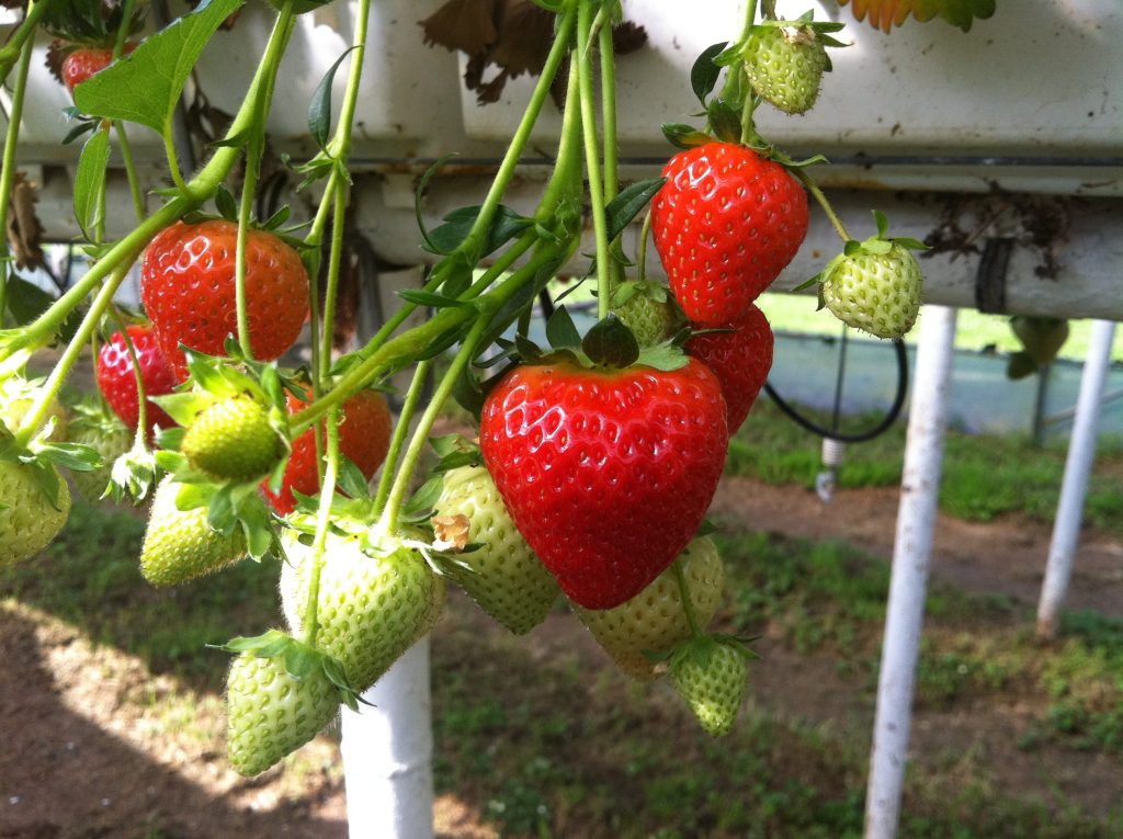 Truskawka: Malling Centenary | Copyright © Fragaria Holland