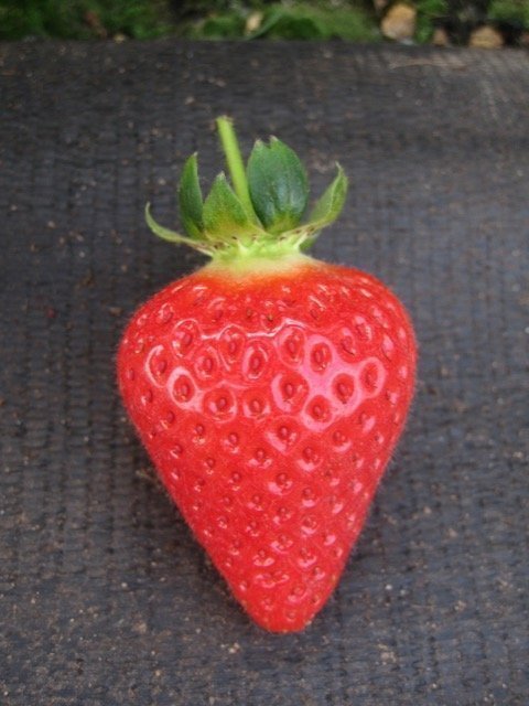 Sadzonki Truskawek, odmiana: Malling Centenary | Copyright © Meiosis