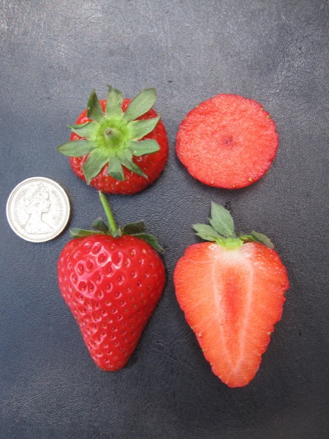 Sadzonki Truskawek, odmiana: Malling Centenary | Copyright © Meiosis