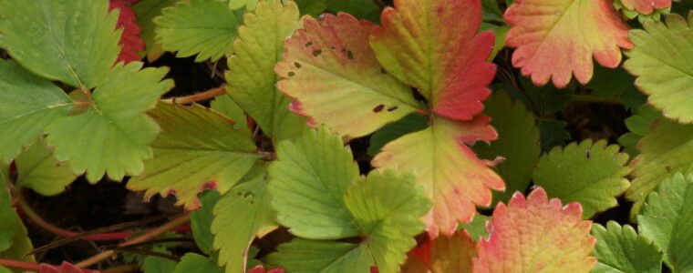 Czy warto kosić liście truskawek po zakończeniu owocowania?