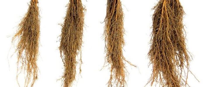 Sadzonki Truskawek Frigo. Co to takiego?