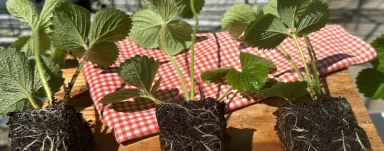 Poznaj różne typy sadzonek truskawek i wybierz najlepsze