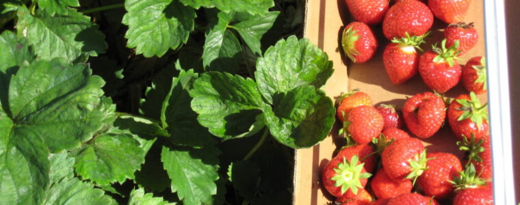 Czy i kiedy obcinać liście truskawek i poziomek? A jeżeli tak, to na jaką wysokość?