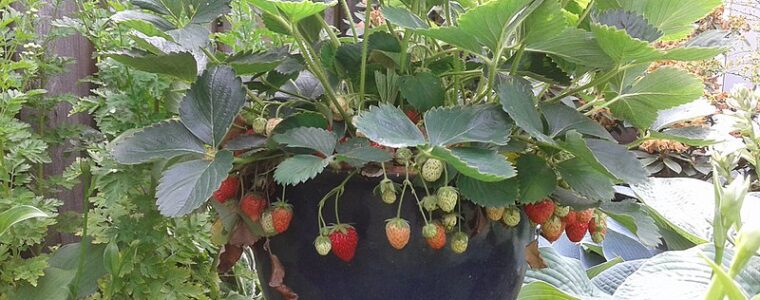 Jak przygotować truskawki w donicach do przezimowania? Jak z nimi postępować wiosną?