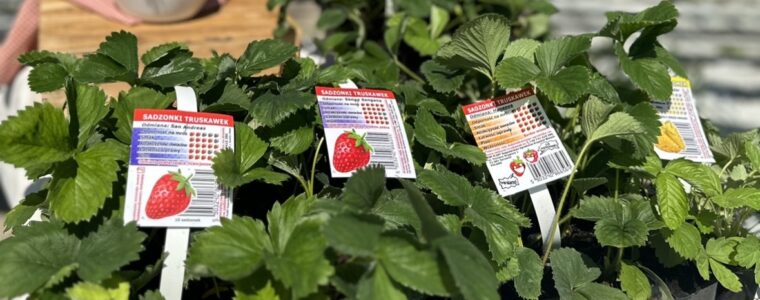 Truskawki powtarzające – rozwiązanie dla tych, którym sezon truskawek wydaje się zbyt krótki. Dekoracja i smakowite owoce w jednym.