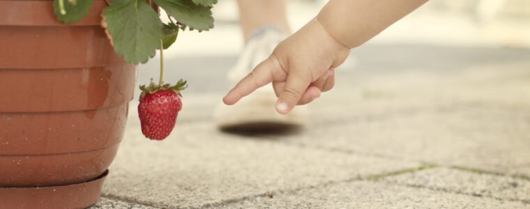 Truskawki w diecie dziecka: Smak zdrowia i radości!