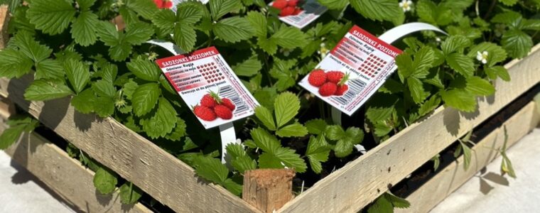 Słodkie poziomki na balkonie – to możliwe!