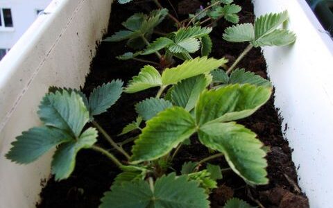 Jak uprawiać truskawki na balkonie? Krok po kroku