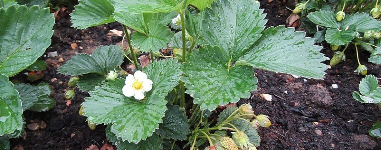 W jaki sposób prawidłowo przygotować stanowisko pod truskawki? Słońce, gleba i pH – klucze do sukcesu.