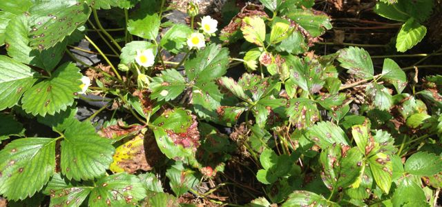 Szkodniki truskawek: Rozpoznaj i pokonaj!