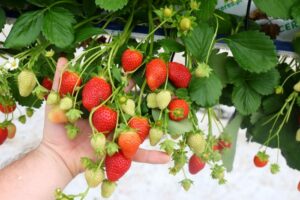 Jak gęsto sadzić truskawki w skrzynkach/doniczkach?