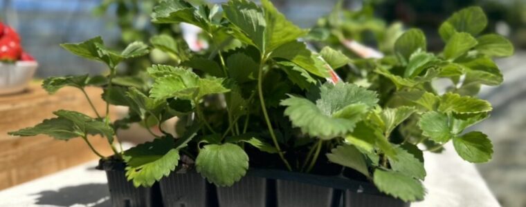 A po jakie licho mam się męczyć z truskawkami w moim ogrodzie? Zamiast nich mam piękny trawnik, a owoce kupuję na straganie. Tak jest wygodniej.