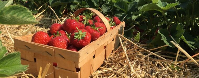Chwasty w truskawkach – jak sobie z nimi radzić? Naturalne metody