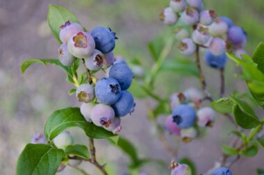 blueberries-1674385_1280 blueberries-1674385_1280