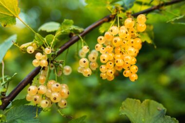currant-550600_1280